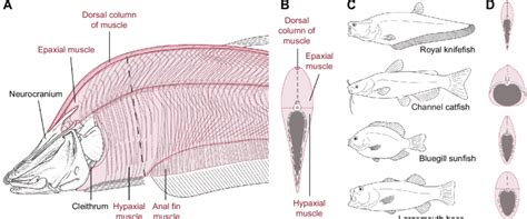 Body shape and anatomy of the axial musculature and skeleton in royal... | Download Scientific ...