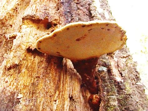 Polypore ID Fl. US - Mushroom Hunting and Identification - Shroomery Message Board