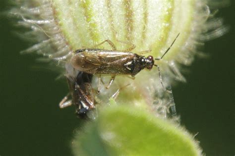 Famille Miridae - Identification des hémiptères