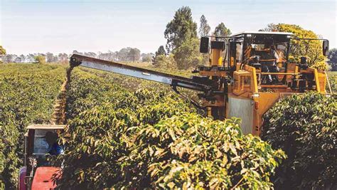 Coffee Picking Machine In India - pic-potatos