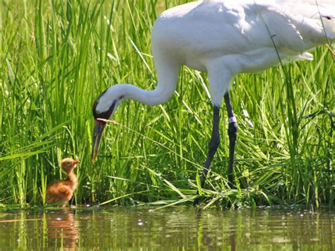 Journey North Whooping Crane Migration