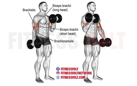 Dumbbell Curl (Biceps) – Fitness Volt