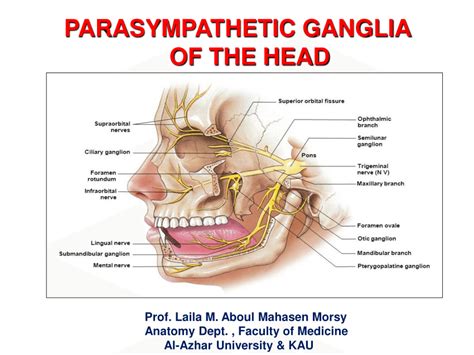 Otic Ganglion