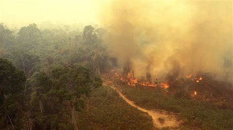 Record number of fires burning in Amazon rainforest - NationofChange