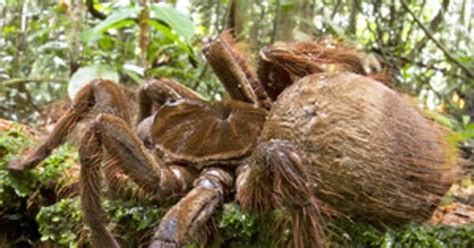 This Is All We Have to Say About the Goliath Birdeater, That Giant Spider From South America | E ...