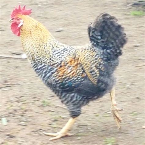 Is this a cream legbar rooster? | BackYard Chickens - Learn How to Raise Chickens