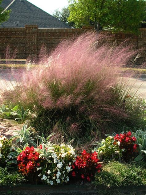 Pink Muhly Grass | Grass| Gardens To Go | DFW Landscape Plant Delivery | Evergreen