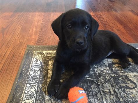 Piper Pup Blog | Labrador retriever puppies, Black lab puppies, Lab puppies