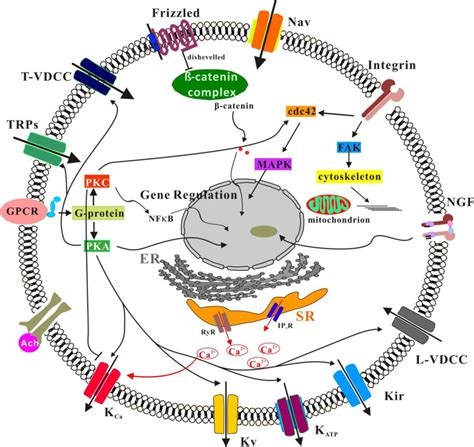 Ion Channels and Vascular Diseases | Arteriosclerosis, Thrombosis, and ...