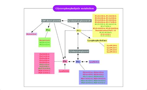 | Schematic diagram of the glycerophospholipids metabolism pathway ...