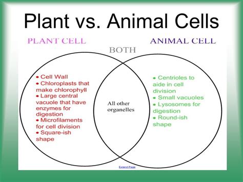 +15 Animal Cells Vs Plant Cells Venn Diagram 2022