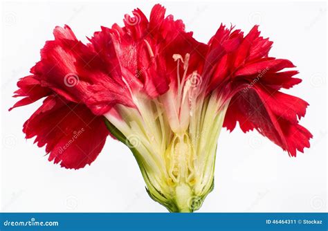 Clove Flower stock image. Image of close, blooming, closeup - 46464311