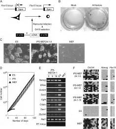 Induction of Pluripotent Stem Cells from Mouse Embryonic and Adult Fibroblast Cultures by ...