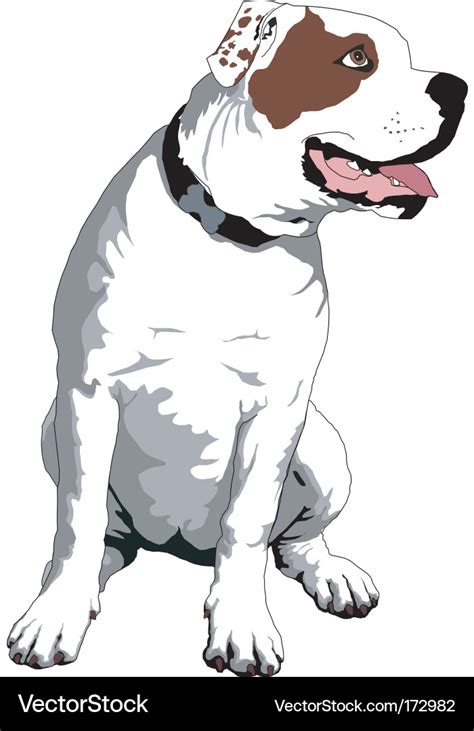 American bulldog Royalty Free Vector Image - VectorStock