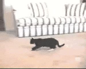 Here's 24 Cute Funny Excited Cats Having Fun and Going Crazy - Purrfect Cat & Kitten Reaction Gifs