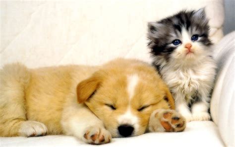 Dog and Cat Wallpaper - Teddybear64 Wallpaper (16834781) - Fanpop