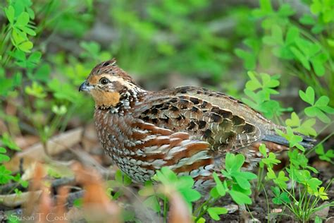 northern bobwhite - World Birds