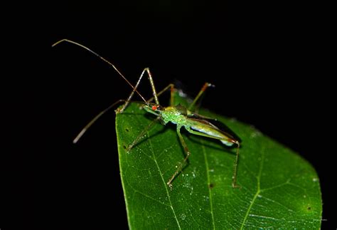 Assassin Beetle 003 Photograph by George Bostian