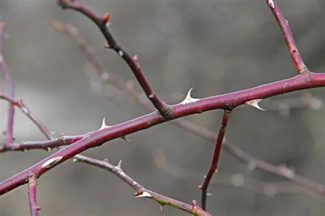 Interesting Facts About Thorn Forests Thorn Forest 6-27-2020 - The Art ...