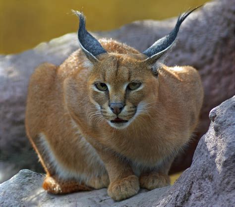 Caracal, the African lynx | The rare caracal (Caracal caraca… | Flickr