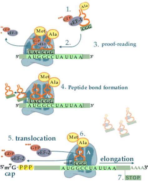 Protein Production: A Simple Summary of Transcription and Translation - Owlcation