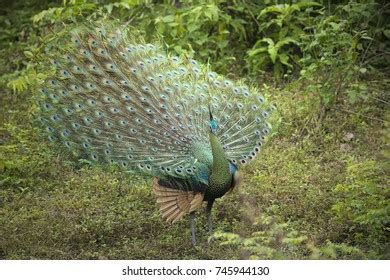 Peacock Stock Photo 745944130 | Shutterstock