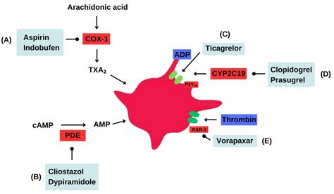 What Is Dual Antiplatelet Therapy