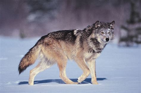 WOLF SPECIES - The Labrador Wolf