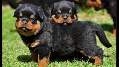 Cutest Rottweiler Puppies