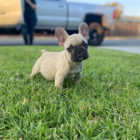 Blue frenchie for sale/Blue frenchie puppies for sale