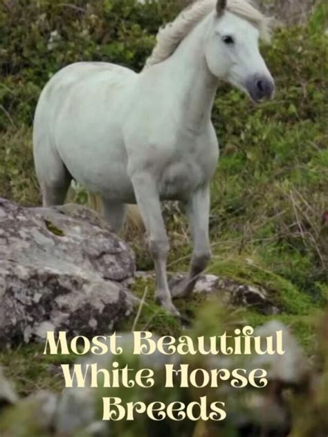 The Most Beautiful White Horse Breeds - BetterPetsLife