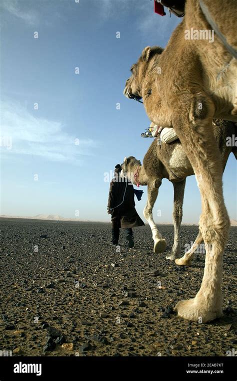 Camel Trekking in Morocco Stock Photo - Alamy