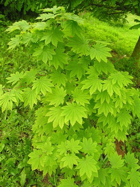 alberi natura giardino da visitare