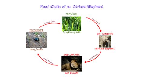 Food Chain of an African Elephant by Olivia Evans on Prezi