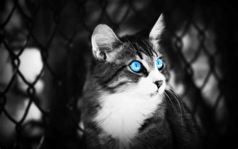 Cat, Eyes, Blue eyes, Black white, Lie wallpaper - Coolwallpapers.me!