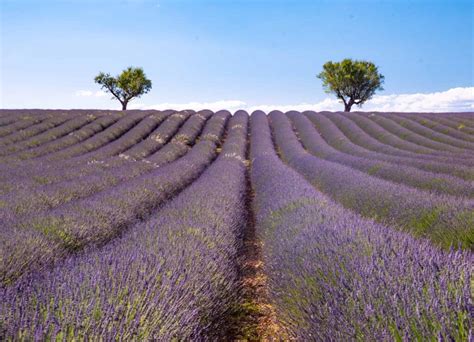 Best Lavender Fields of Provence, France - 2021 Guide!