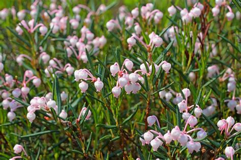 Bog Plants – Some of our most unusual and beautiful native species ...