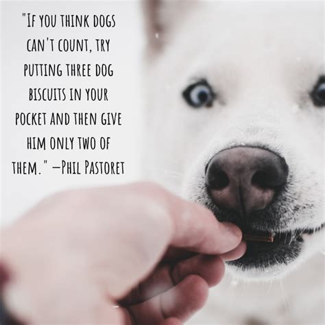 Meaningful Quotes About Dogs - jonsmarie