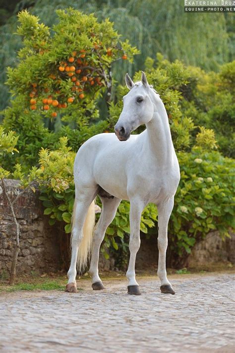 Pin by Judy Mundt on Horses in 2024 | Lusitano horse, Horses, Pretty horses