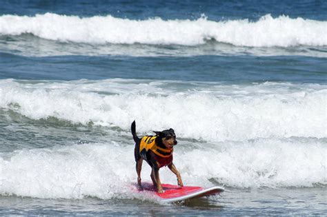 Surf Dog Competition 2023 in California - Rove.me