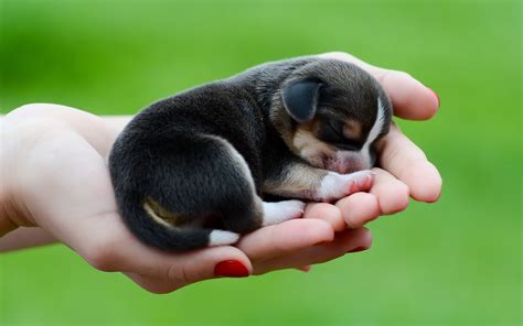 Just Born Teacup Beagle Puppy