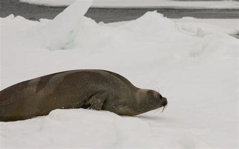 Ribbon seal on the move | This is an adult female ribbon sea… | Flickr