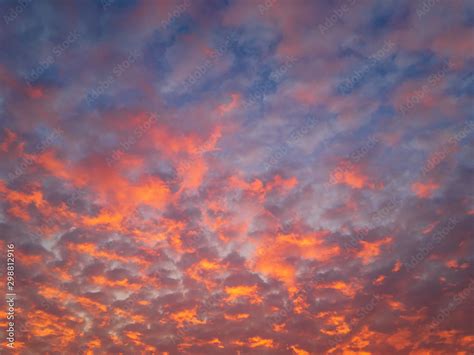 Altocumulus flaky clouds (lat. Altocumulus floccus) in raspberry tones in the blue sky, backlit ...