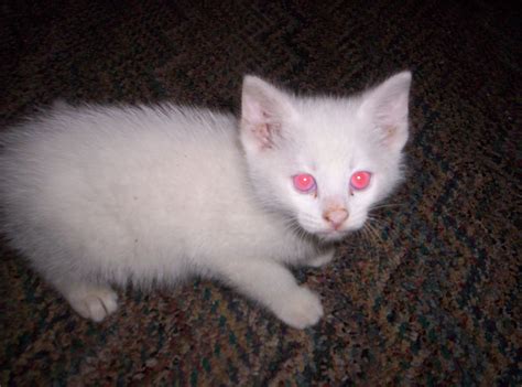 albino siamese kitten | Click here for more info on this user | Albino cat, Cute animals ...