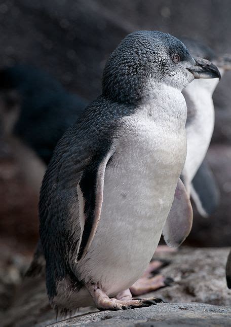 BioLib - Obrázek - Eudyptula minor albosignata (tučňák bělopásý) | Penguins, Animals, Penguin bird