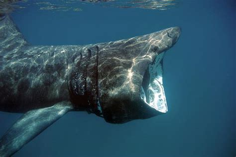 Basking Shark Facts | Basking Shark Habitat & Diet