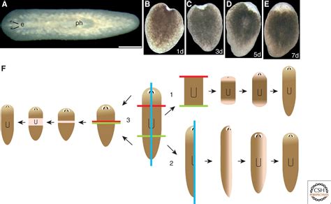 Regeneration Of Planaria