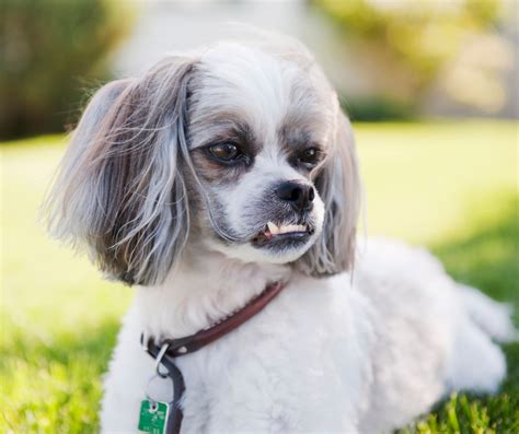 Shih Tzu Chihuahua Mix: 9 Best Facts About The ShiChi - Page 2 of 3 - Shih Tzu Buzz