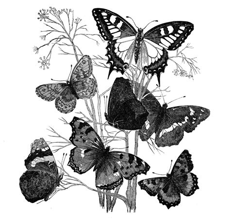 Antique Image - Butterflies on Branch - The Graphics Fairy