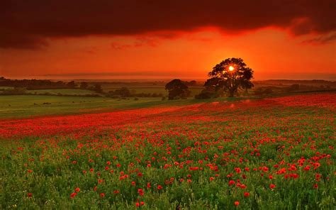 Sunset Landscapes Nature Fields - [1920 x 1200]